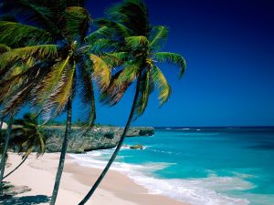 samui-island-coconut-trees